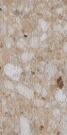 sant'agostino venistone, gold 60 x 120 cm, rigato